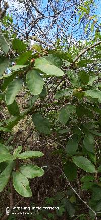 Psidium guajava image