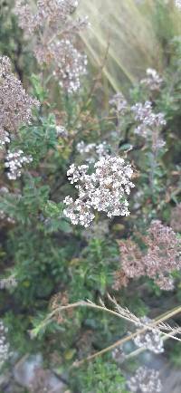 Valeriana microphylla image