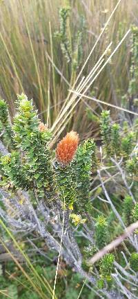 Chuquiraga jussieui image