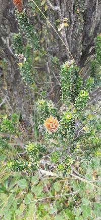 Chuquiraga jussieui image