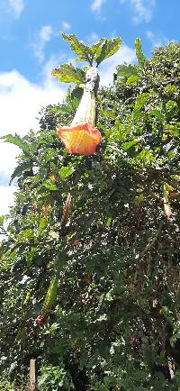 Brugmansia sanguinea image