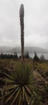 Puya hamata image