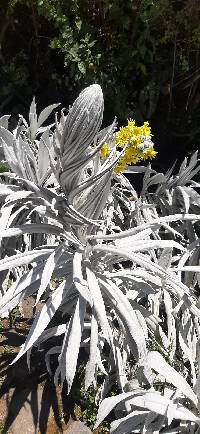 Senecio niveoaureus image