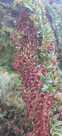 Coriaria ruscifolia image