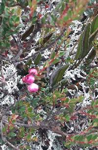 Gaultheria myrsinoides image