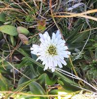 Hypochaeris sessiliflora image