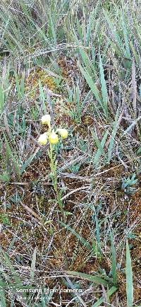 Senecio tephrosioides image