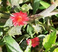 Mesembryanthemum cordifolium image