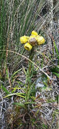 Senecio chionogeton image