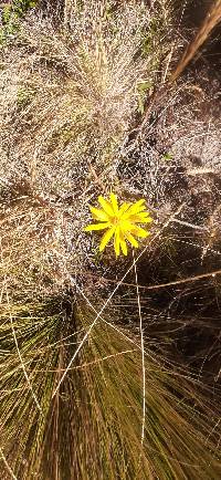 Dorobaea pimpinellifolia image