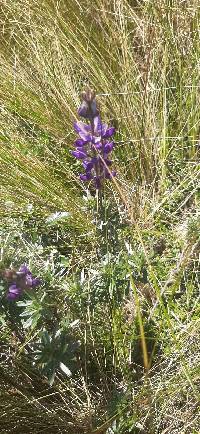 Lupinus pubescens image