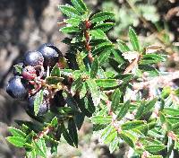 Gaultheria myrsinoides image