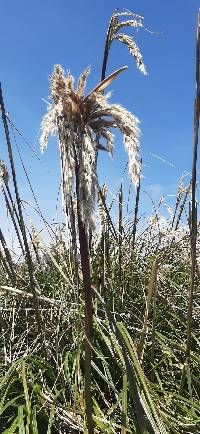 Cortaderia nitida image