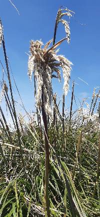 Cortaderia nitida image