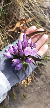 Gentianella foliosa image