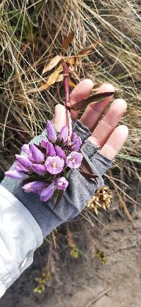 Gentianella foliosa image