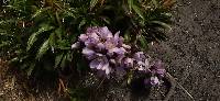 Gentianella foliosa image