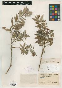Image of Fuchsia hypoleuca