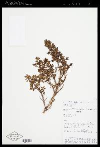 Image of Brachyotum alpinum