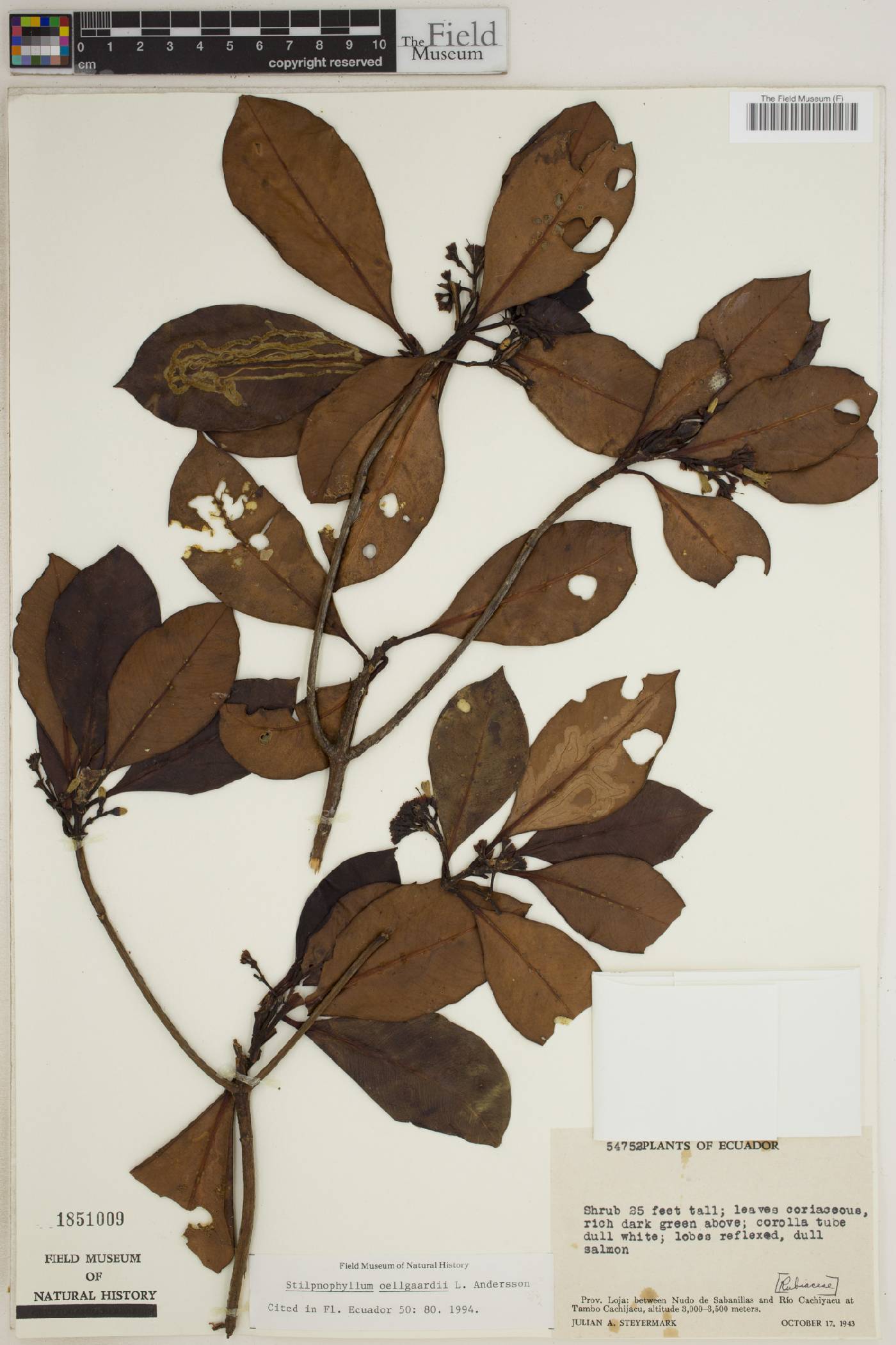 Stilpnophyllum image