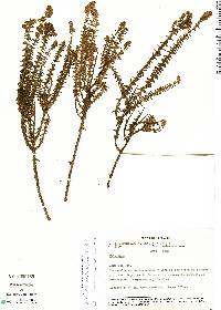 Valeriana microphylla image