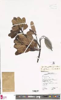 Image of Oreocallis grandiflora