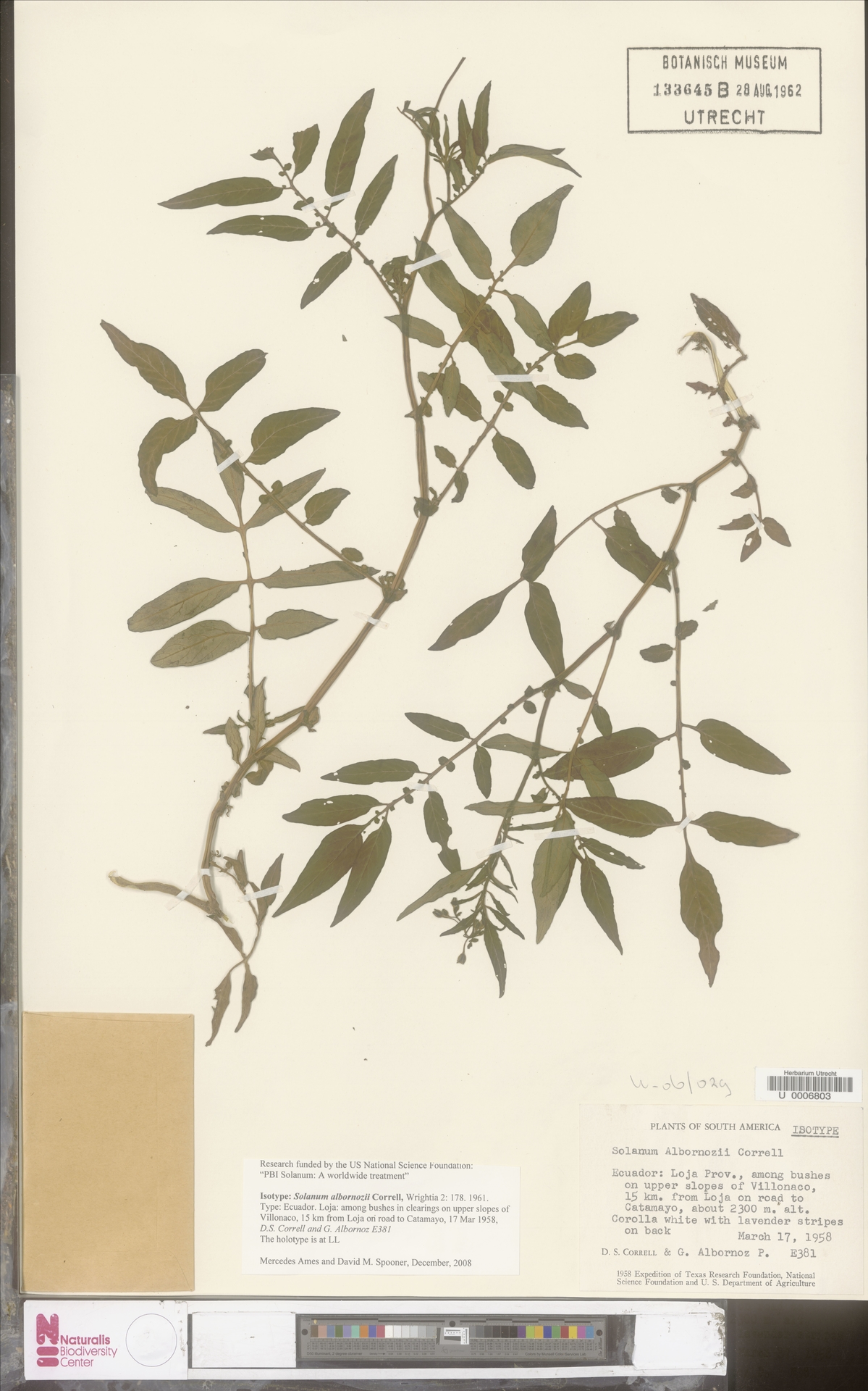 Solanum albornozii image