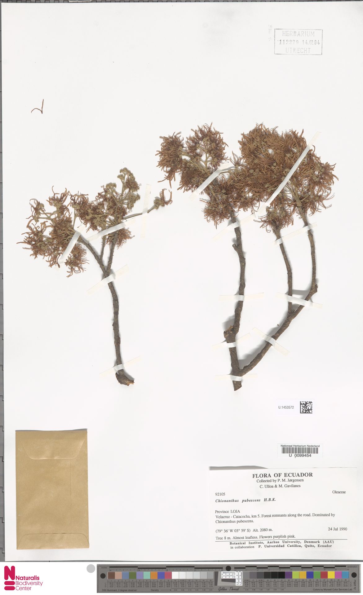 Chionanthus pubescens