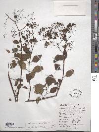 Colignonia scandens image