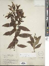 Image of Fuchsia lehmannii