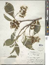 Image of Axinaea oblongifolia