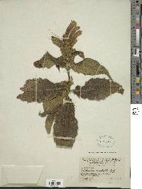 Image of Aphelandra acanthifolia