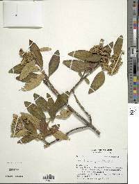 Joseanthus sparrei image