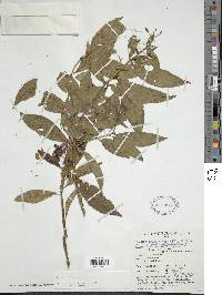 Fuchsia lehmannii image