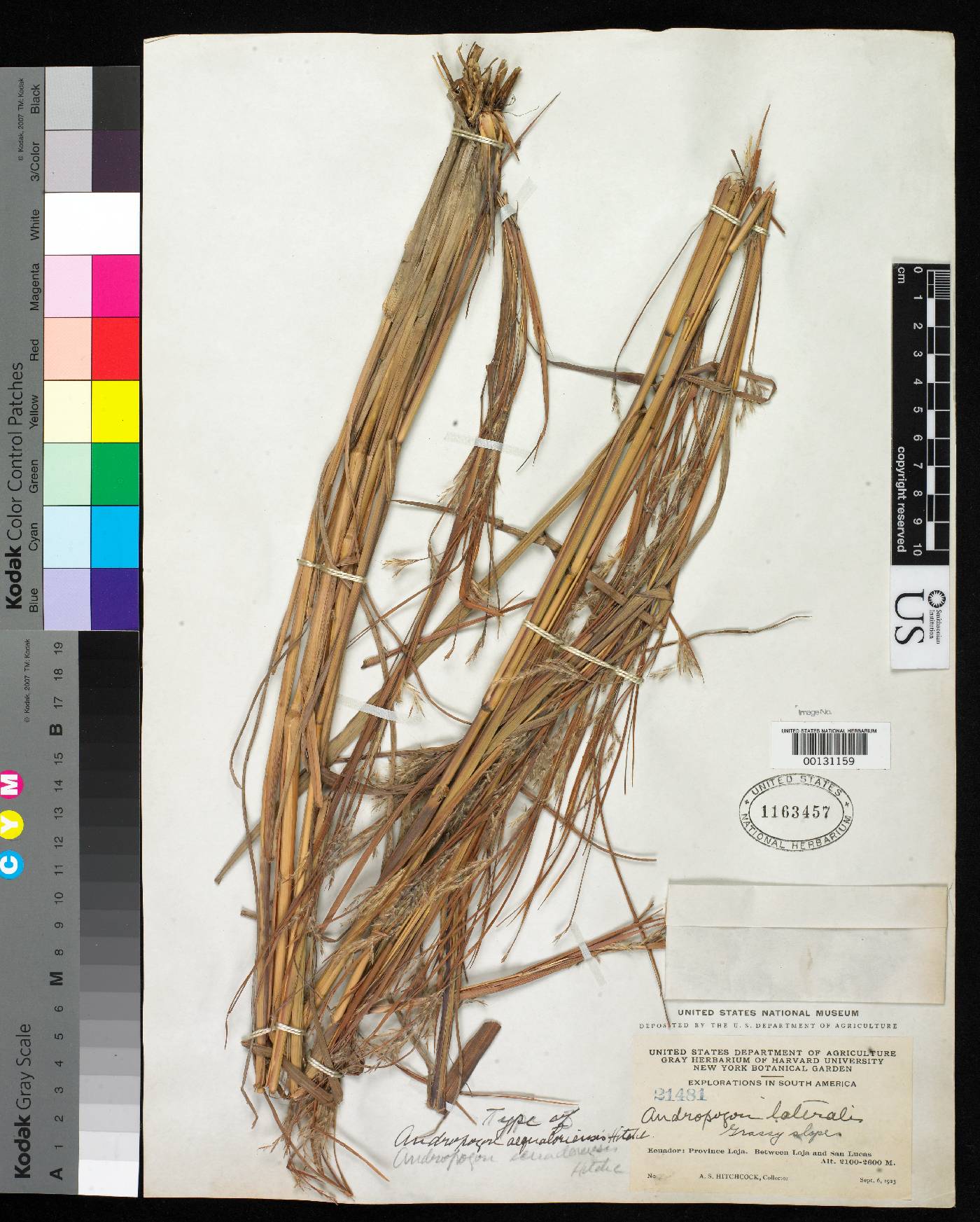 Andropogon aequatoriensis image