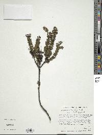 Valeriana microphylla image