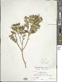 Image of Miconia alypifolia