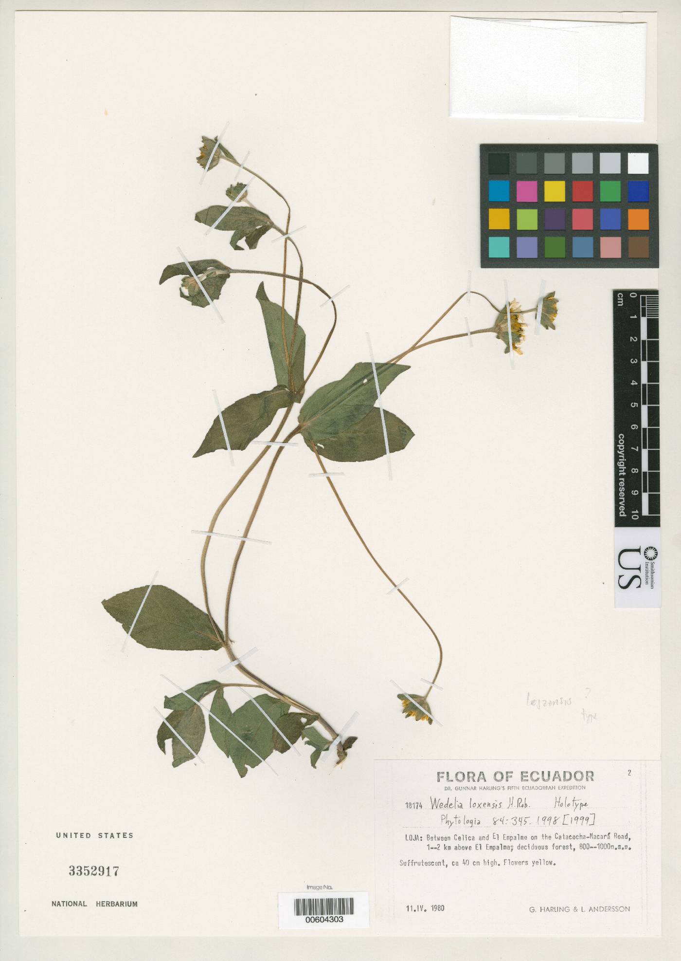 Wedelia loxensis image