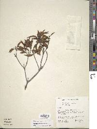 Huberia peruviana image