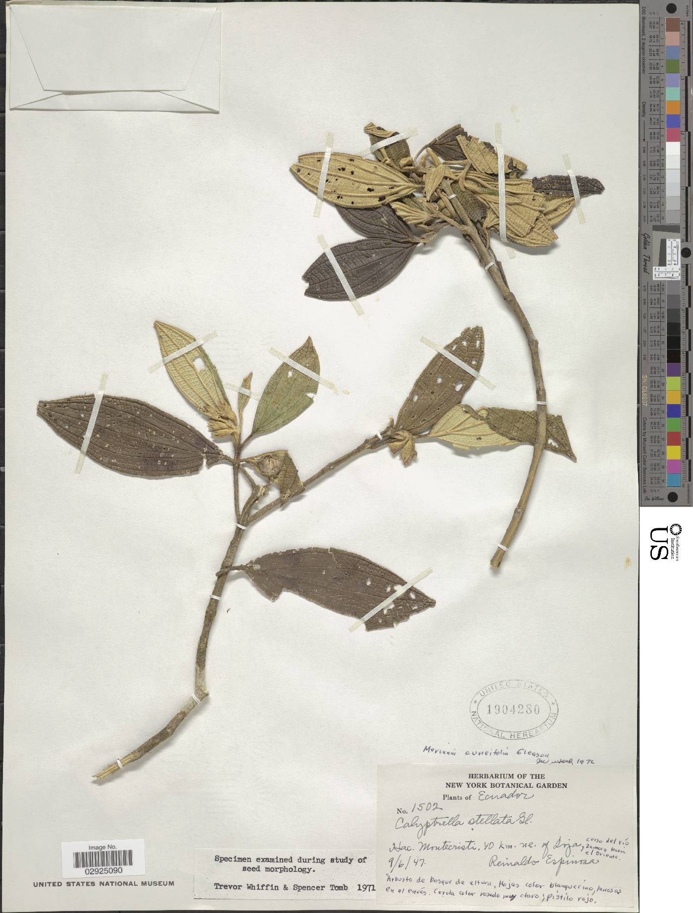 Meriania cuneifolia image