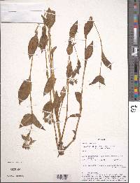 Image of Tinantia erecta