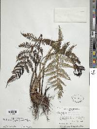 Image of Cyathea frigida