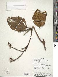 Axinaea pauciflora image