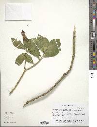 Image of Symbolanthus calygonus