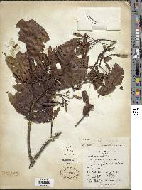 Image of Ladenbergia oblongifolia