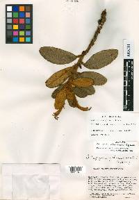 Centropogon steyermarkii image