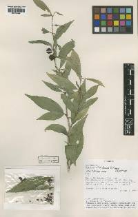 Image of Solanum elvasioides