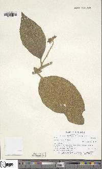 Solanum youngii image