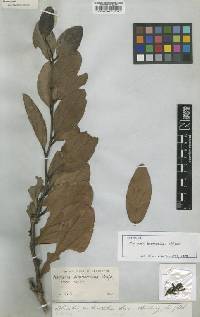 Macleania benthamiana image