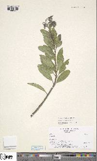 Solanum coalitum image
